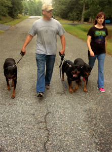 Lenny and Stephanie Zannin on a Pack Walk with Their Rotties