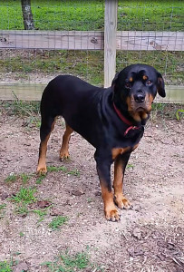 Rottweiler Outside