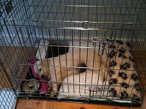 Crate Training a Puppy - VitaPet